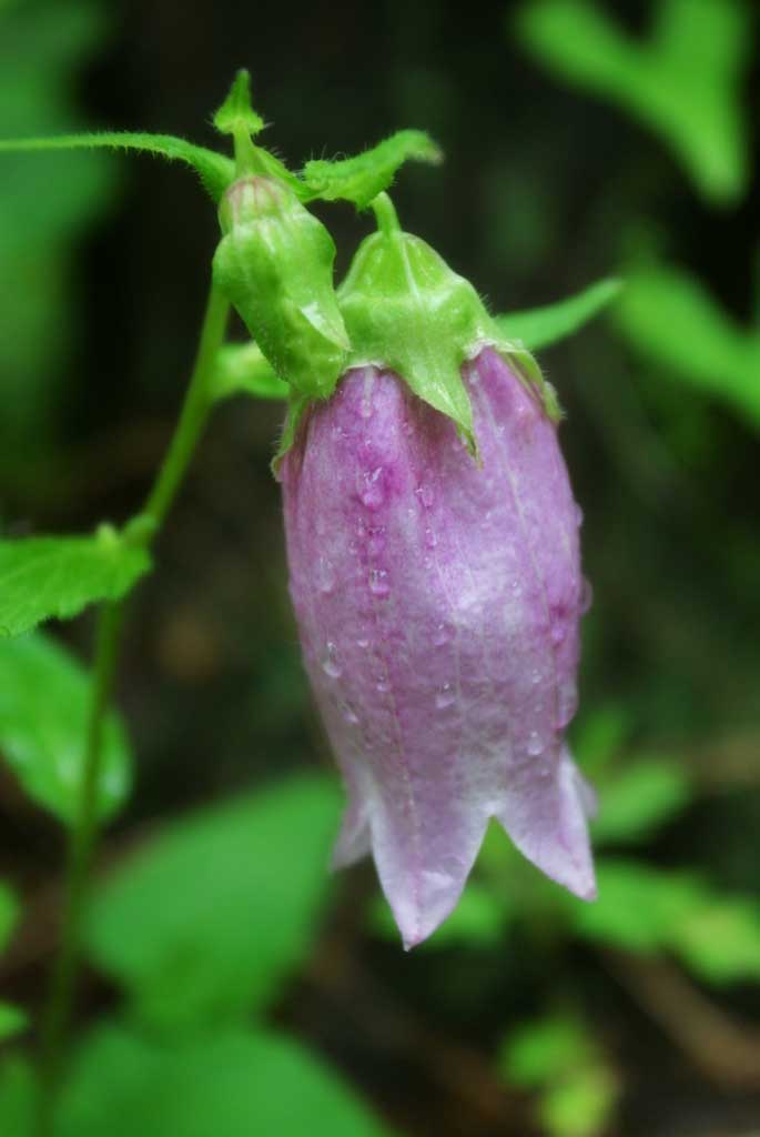 Foto, materieel, vrij, landschap, schilderstuk, bevoorraden foto,Chinees rampion, Chinees rampion, Purper, , 