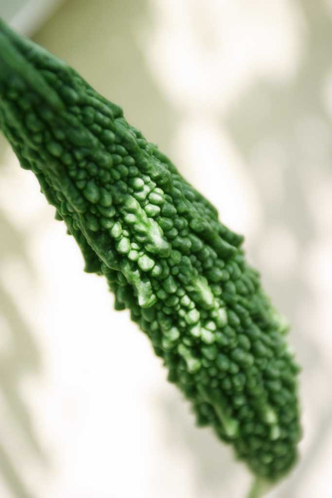 Foto, materieel, vrij, landschap, schilderstuk, bevoorraden foto,Bitter gourd, Bittere kalebas, , , 