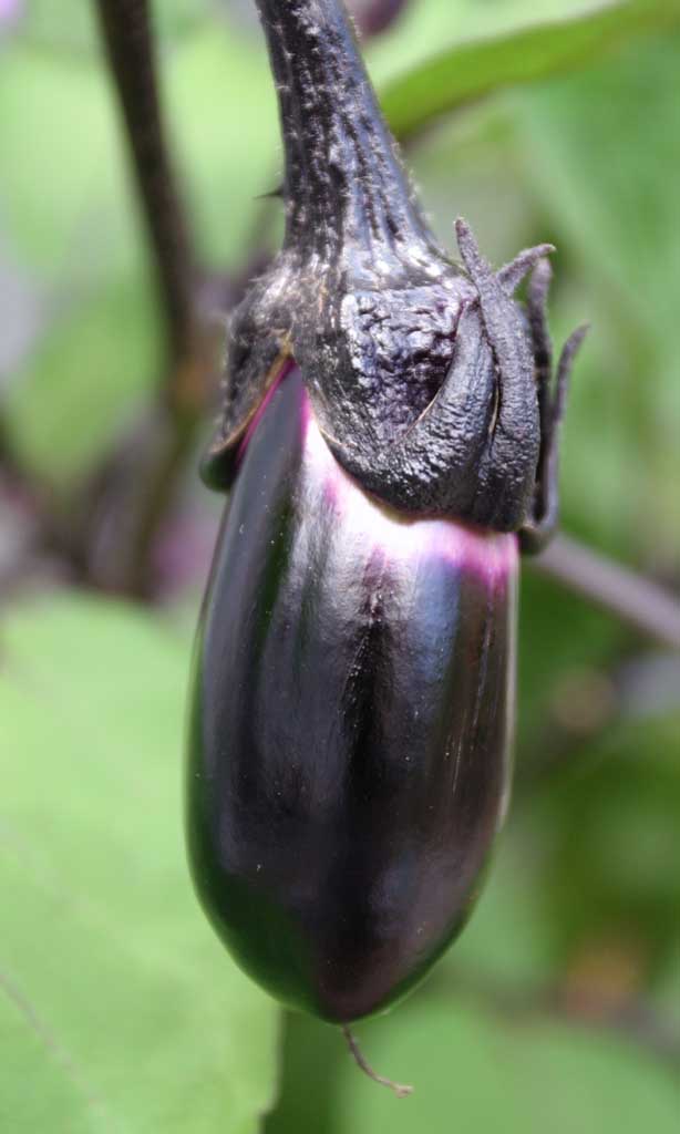 Foto, materiell, befreit, Landschaft, Bild, hat Foto auf Lager,Junge Aubergine, Aubergine, , , 