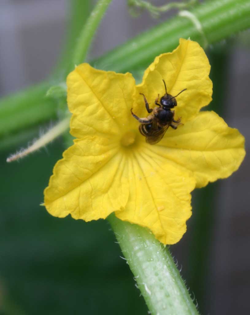 foto,tela,gratis,paisaje,fotografa,idea,Flores de pepino y abejas, Pepino, , Flor, Abeja