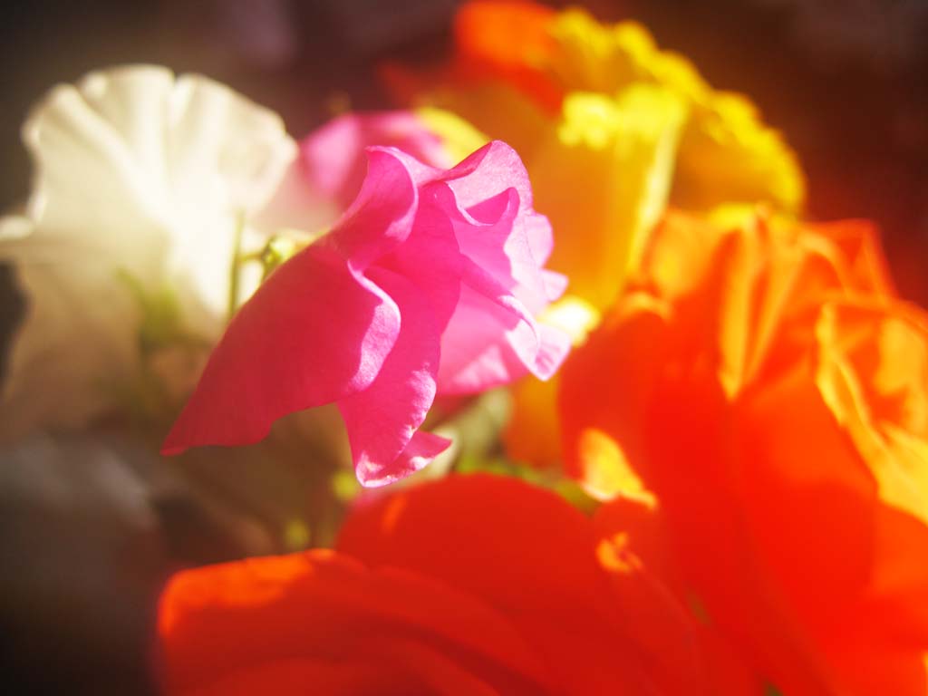 photo,material,free,landscape,picture,stock photo,Creative Commons,A sweet pea, bouquet, flower, , 