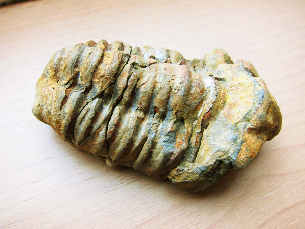 Foto, materieel, vrij, landschap, schilderstuk, bevoorraden foto,Een trilobite, Fossiel, Een oeroud schepsel, Stenig, 