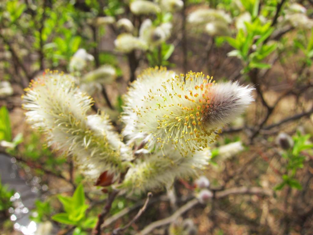 photo,material,free,landscape,picture,stock photo,Creative Commons,A pussy willow, sallow, Light, , 