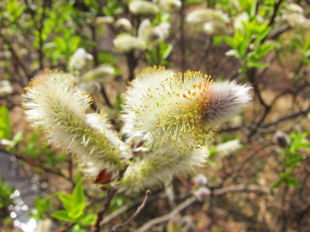 foto,tela,gratis,paisaje,fotografa,idea,Un sauce blanco, Amarillento, Luz, , 