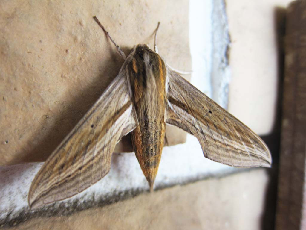 , , , , ,  .,Theretra japonica, moth, , , 
