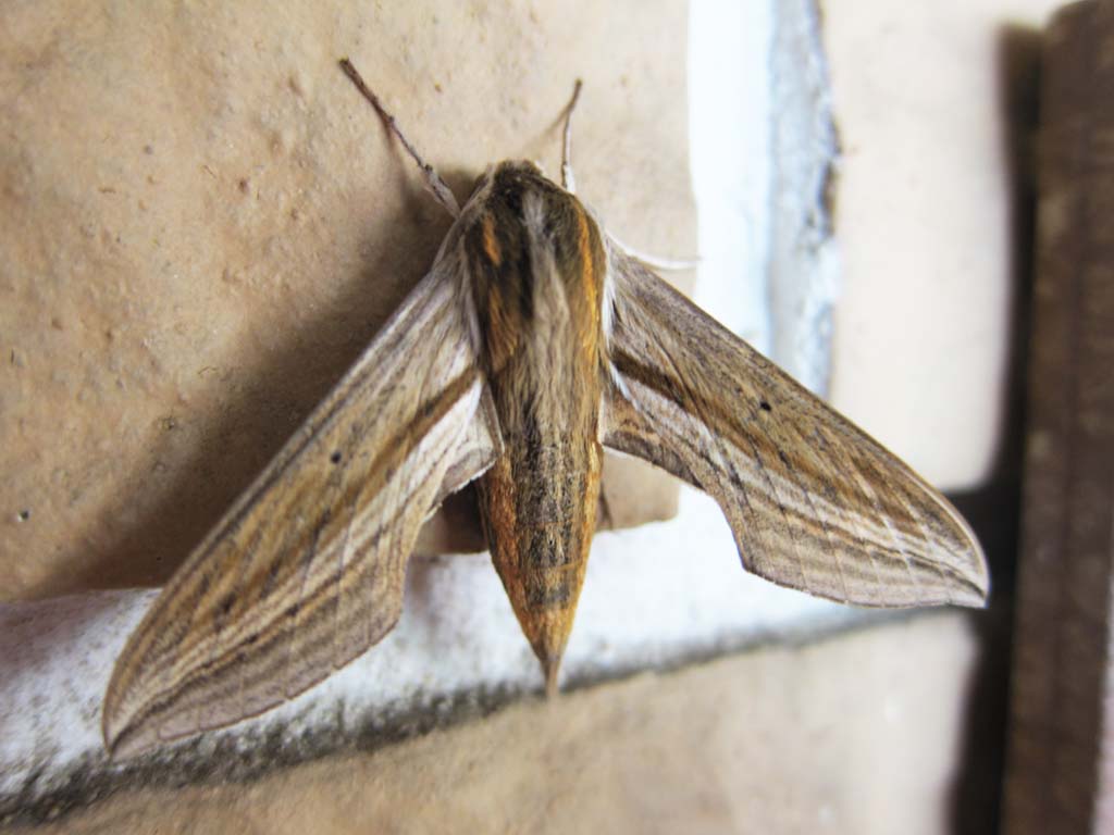 photo, la matire, libre, amnage, dcrivez, photo de la rserve,Japonica Theretra, papillon de nuit, , plume, 