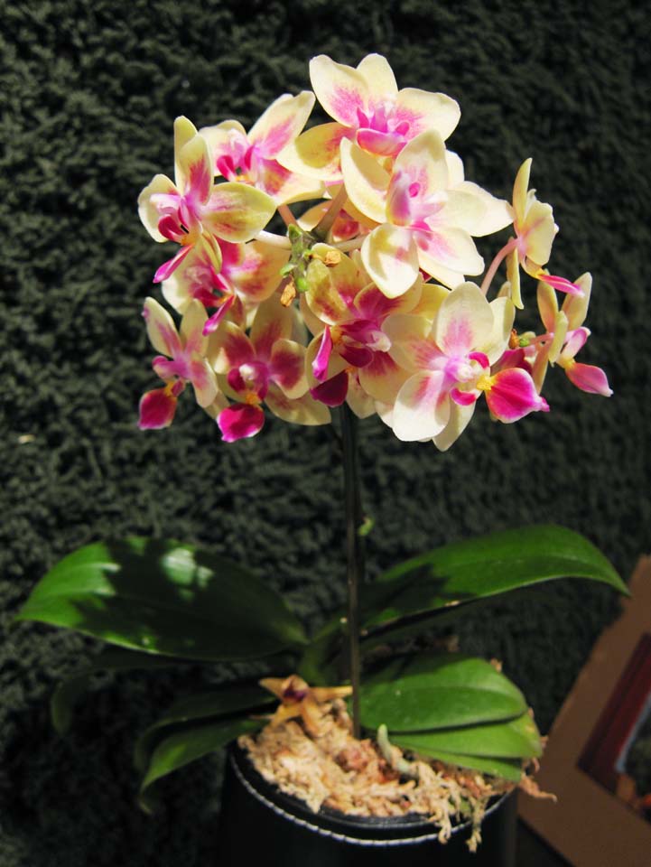 photo, la matire, libre, amnage, dcrivez, photo de la rserve,Une orchide, Une orchide, , , 