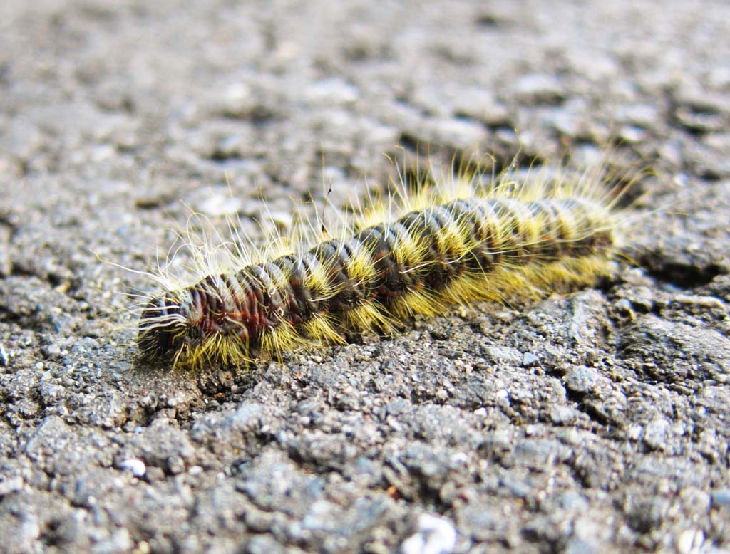 photo,material,free,landscape,picture,stock photo,Creative Commons,A hairy caterpillar, larva, hairy caterpillar, , 