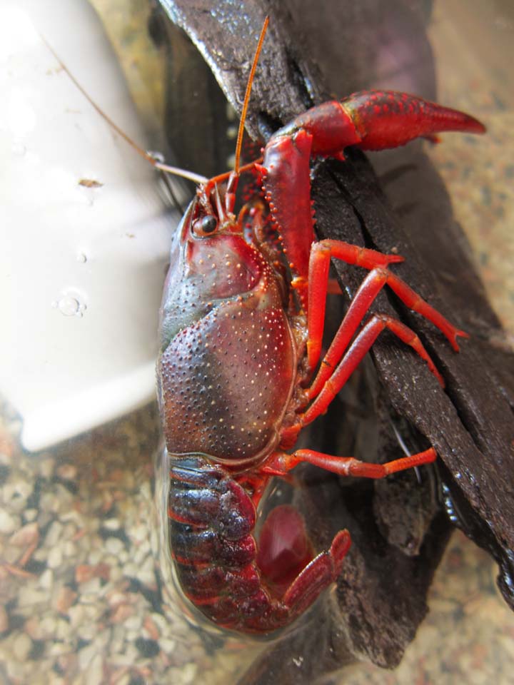 Foto, materieel, vrij, landschap, schilderstuk, bevoorraden foto,Een Amerikaan crawfish, Crawfish, Schaar, , 