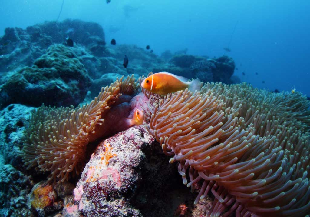 photo,material,free,landscape,picture,stock photo,Creative Commons,Residence of anemone fishes, anemone fish, diving, sea, seanemone