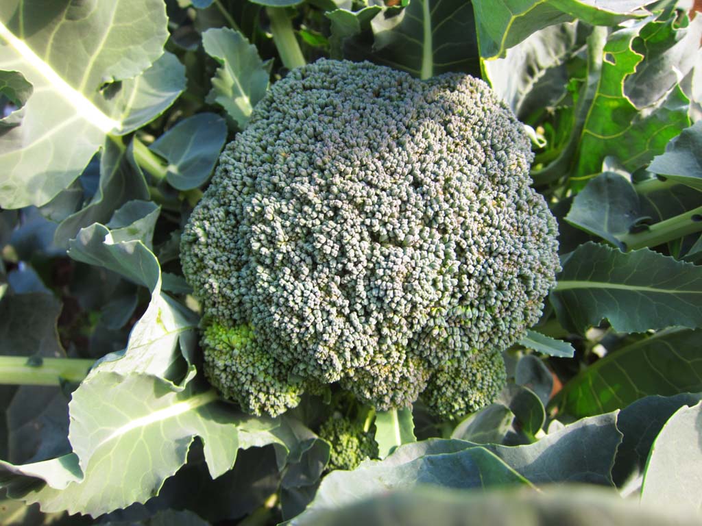 Foto, materieel, vrij, landschap, schilderstuk, bevoorraden foto,Een broccoli, Grostes, Etenswaar, , 