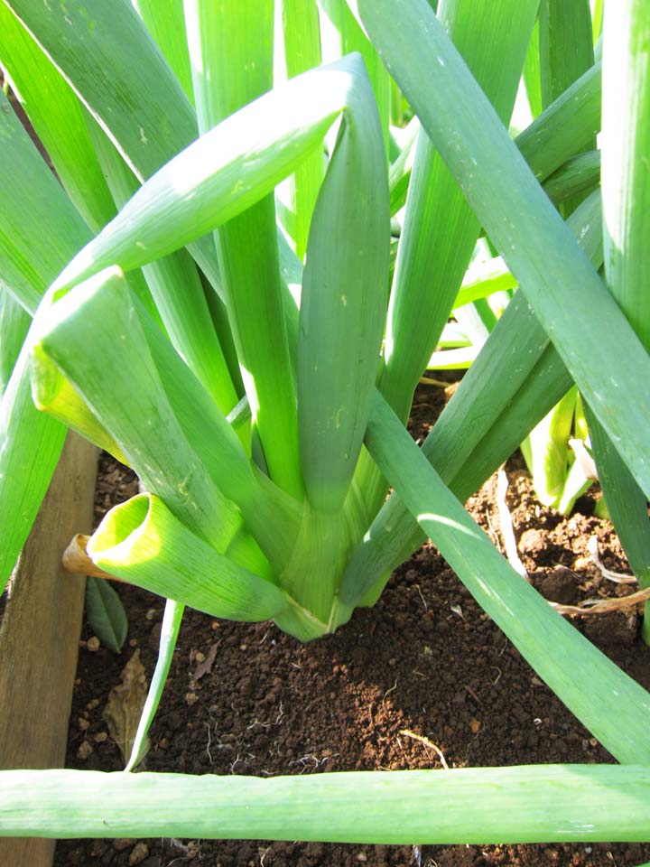 foto,tela,gratis,paisaje,fotografa,idea,Un puerro largo, Verduras, Comida, , 