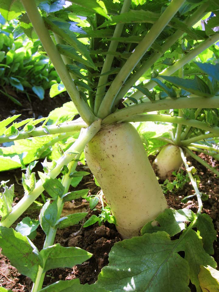 photo,material,free,landscape,picture,stock photo,Creative Commons,A Japanese radish, Vegetables, Food, , 