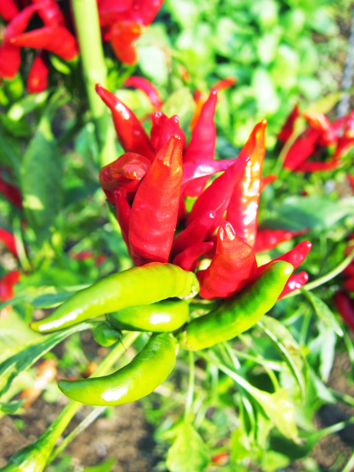 fotografia, materiale, libero il panorama, dipinga, fotografia di scorta,Un pepe rosso, Vegetali, Cibo, , 