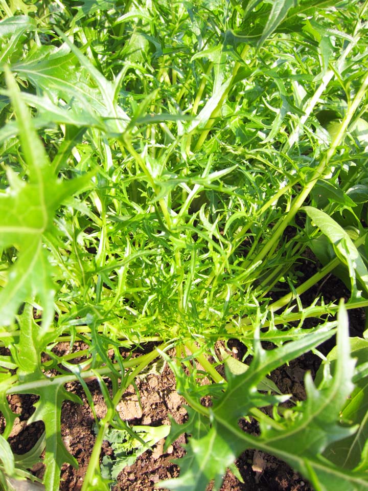 fotografia, materiale, libero il panorama, dipinga, fotografia di scorta,Senape di Potherb, Vegetali, Cibo, , 