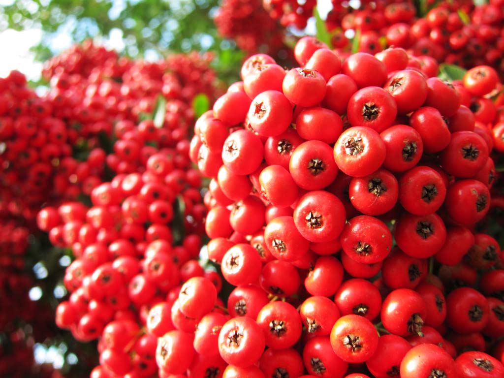 Foto, materiell, befreit, Landschaft, Bild, hat Foto auf Lager,Pyracanthas, Ich bin fr Bewunderung, Gartenpflanze, rote Frucht, 