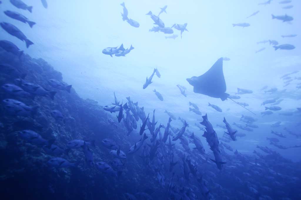 foto,tela,gratis,paisaje,fotografa,idea,Mar bullicioso., Rayo, Buceo, Mar, Fotografa submarina