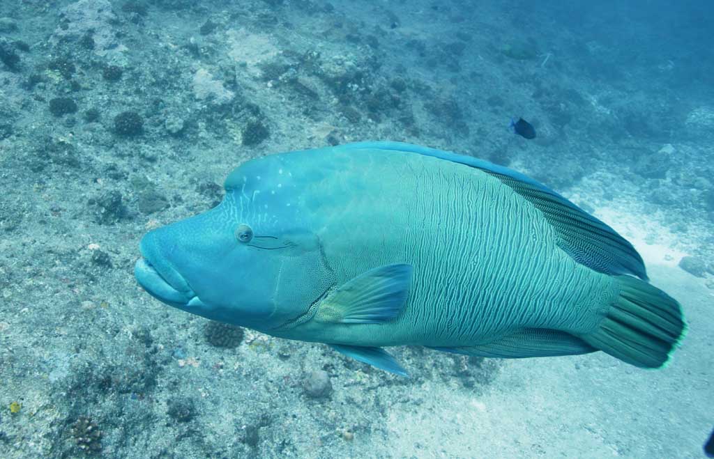 Foto, materiell, befreit, Landschaft, Bild, hat Foto auf Lager,Gru, napoleonfish, das Springen, Meer, Unterwasserfoto