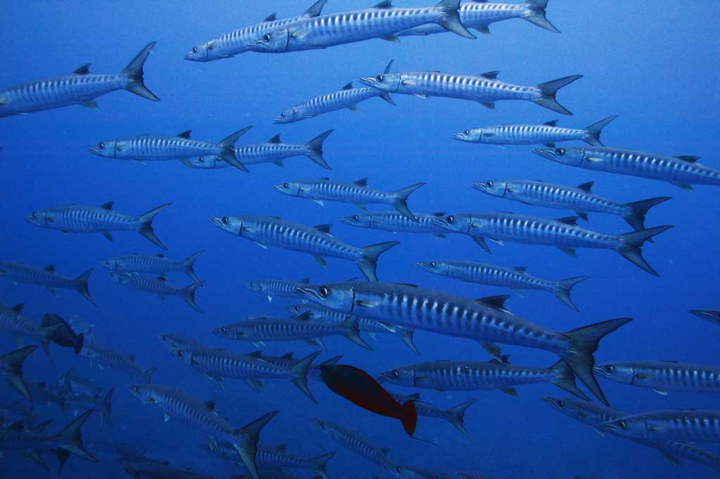 Foto, materiell, befreit, Landschaft, Bild, hat Foto auf Lager,Barracudas, barracuda, das Springen, Meer, Unterwasserfoto