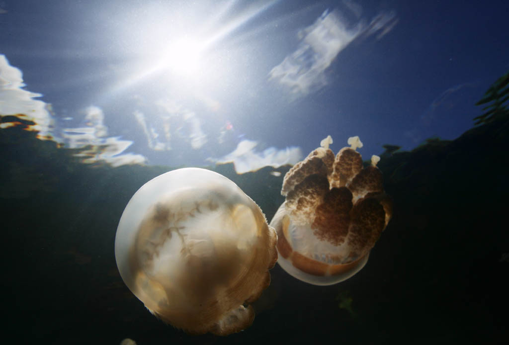 Foto, materiell, befreit, Landschaft, Bild, hat Foto auf Lager,Rendezvous kosmischer Quallen., Qualle, , , Unterwasserfoto