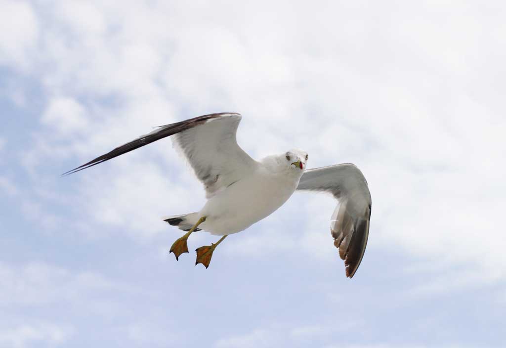 photo,material,free,landscape,picture,stock photo,Creative Commons,Greeting of a seagull, seagull, sky, sea, 