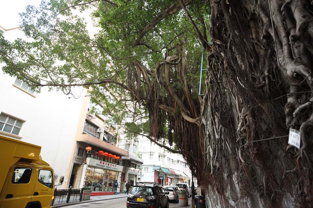 photo,material,free,landscape,picture,stock photo,Creative Commons,According to Hong Kong, Patience, signboard, building, The tropical zone