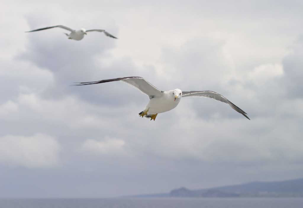 , , , , ,  ., ., seagull, , , 