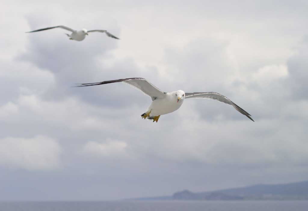 photo,material,free,landscape,picture,stock photo,Creative Commons,Rendezvous of seagulls, seagull, sky, sea, 