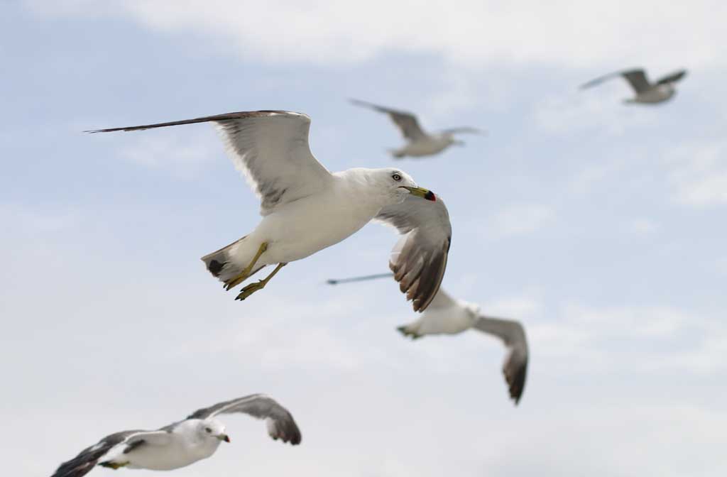 fotografia, materiale, libero il panorama, dipinga, fotografia di scorta,Gregge di gabbiani, gabbiano, cielo, mare, 