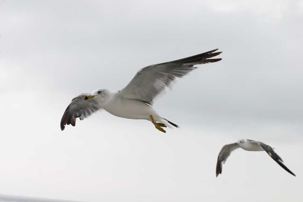 Foto, materiell, befreit, Landschaft, Bild, hat Foto auf Lager,Das Fliegen von Mwen, Mwe, Himmel, Meer, 