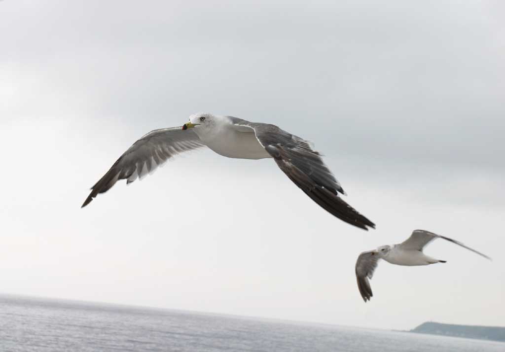 photo,material,free,landscape,picture,stock photo,Creative Commons,Flying seagulls, seagull, sky, sea, 