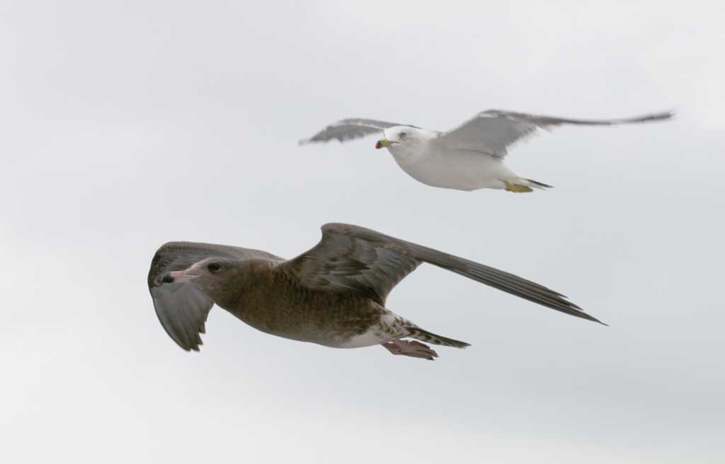 photo, la matire, libre, amnage, dcrivez, photo de la rserve,Parent et mouettes de l'enfant, mouette, ciel, mer, 