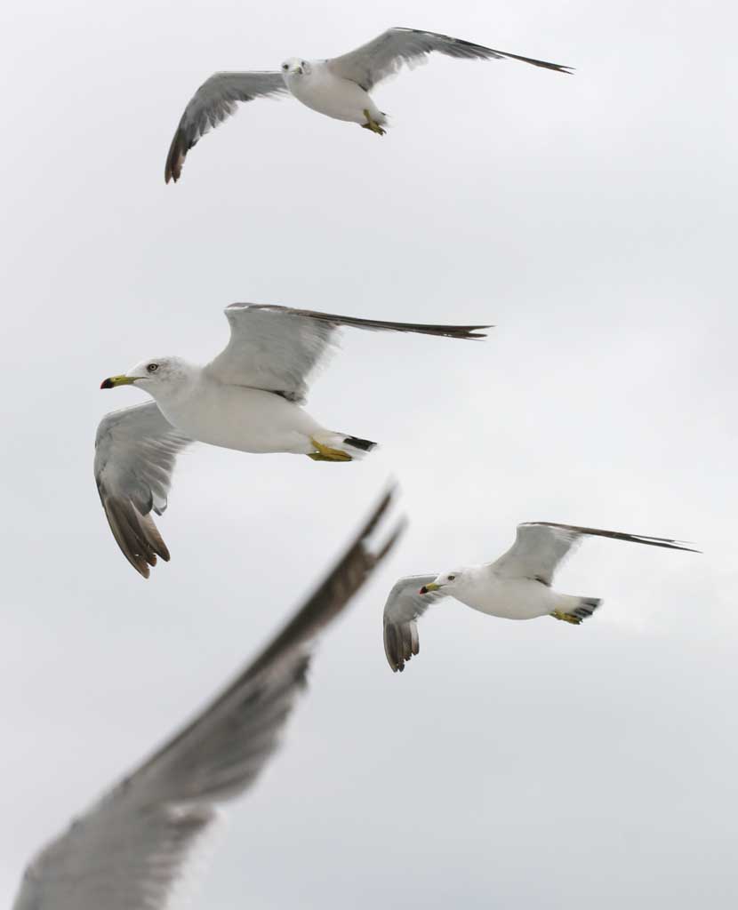 photo,material,free,landscape,picture,stock photo,Creative Commons,Flock of seagulls, seagull, sky, sea, 