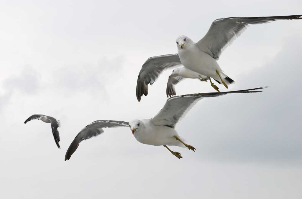 ,,, ,,,  .  , seagull., ., .  , seagull.  