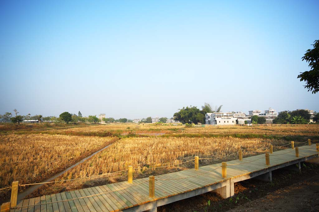 Foto, materiell, befreit, Landschaft, Bild, hat Foto auf Lager,Zi Li Cun, Reisfeld, bebauen Sie Dorf, hohes Gebude, 