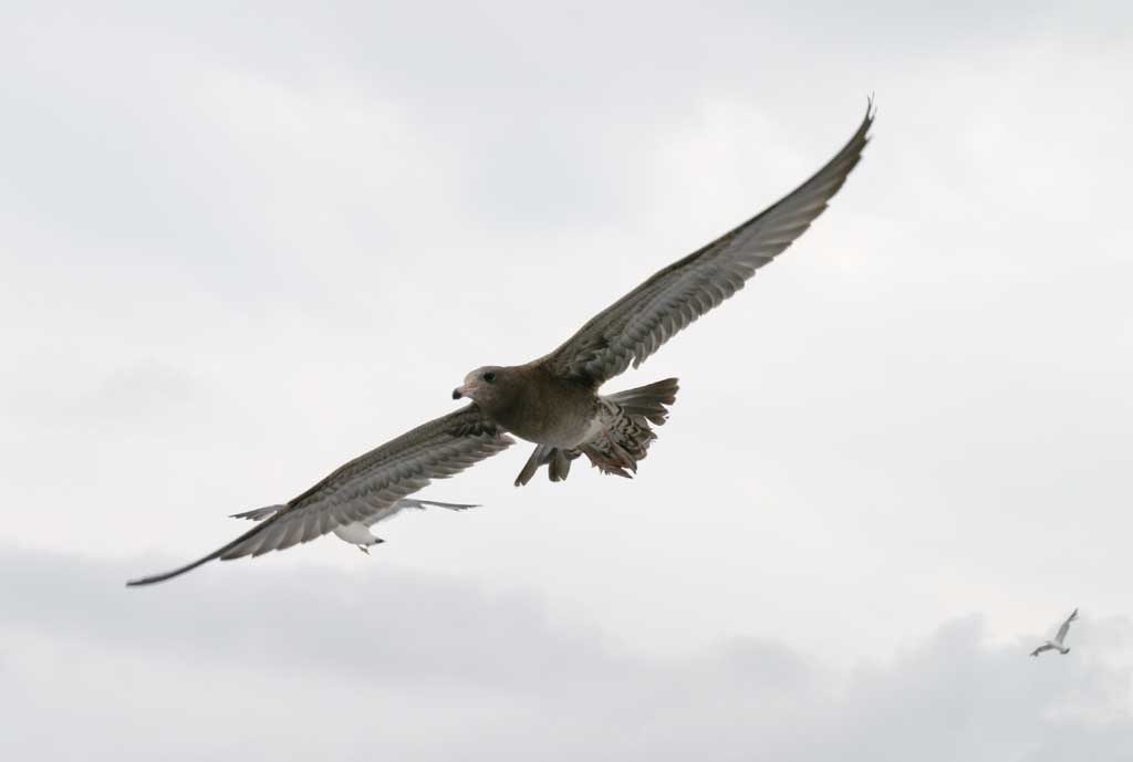 Foto, materiell, befreit, Landschaft, Bild, hat Foto auf Lager,Anfngerflieger, Mwe, Himmel, Meer, 