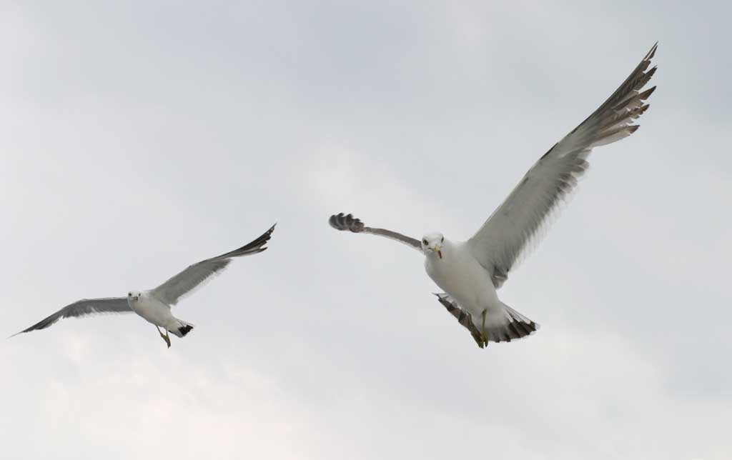 photo,material,free,landscape,picture,stock photo,Creative Commons,Seagulls' greeting, seagull, sky, sea, 