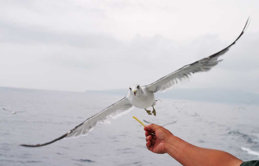 photo,material,free,landscape,picture,stock photo,Creative Commons,Taming a seagull, seagull, sky, sea, 