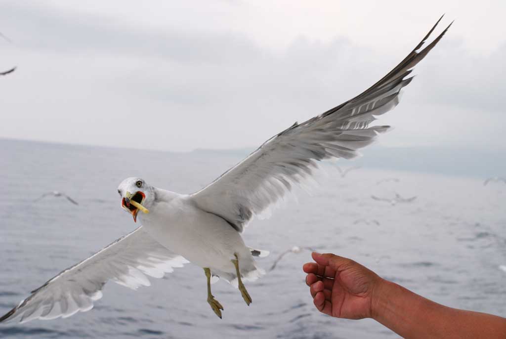 ,,, ,,,  !  , seagull., ., .  , seagull.  