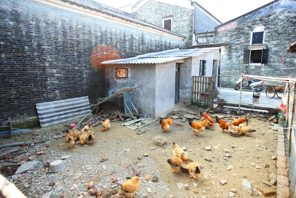 photo, la matire, libre, amnage, dcrivez, photo de la rserve,Zi Li Cun, coq, lever, [des genoux de pierre] UNE tour, Je suis De l'ouest-style