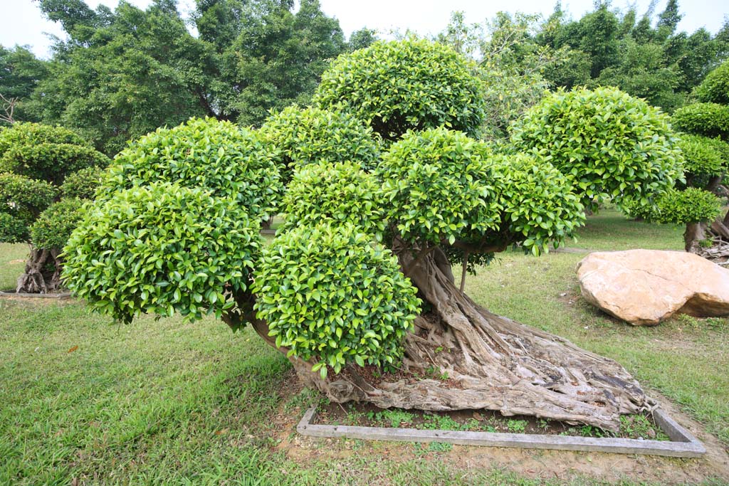 foto,tela,gratis,paisaje,fotografa,idea,Liyuan, Planta de jardinera, Jardinera, Tsuge, Plantacin