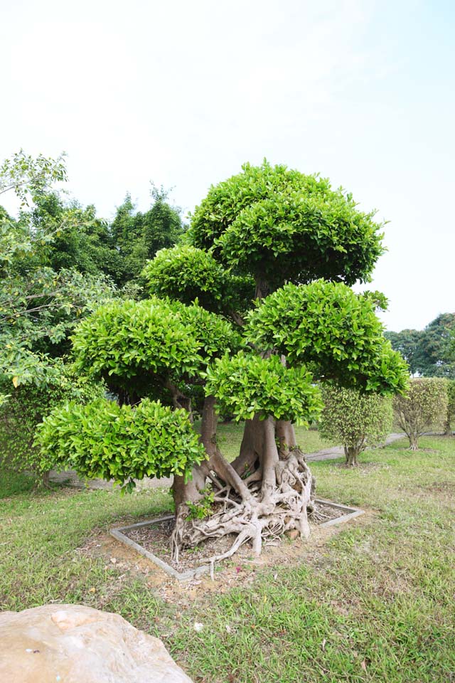 fotografia, materiale, libero il panorama, dipinga, fotografia di scorta,Liyuan, pianta orto, Facendo del giardinaggio, Tsuge, Piantando