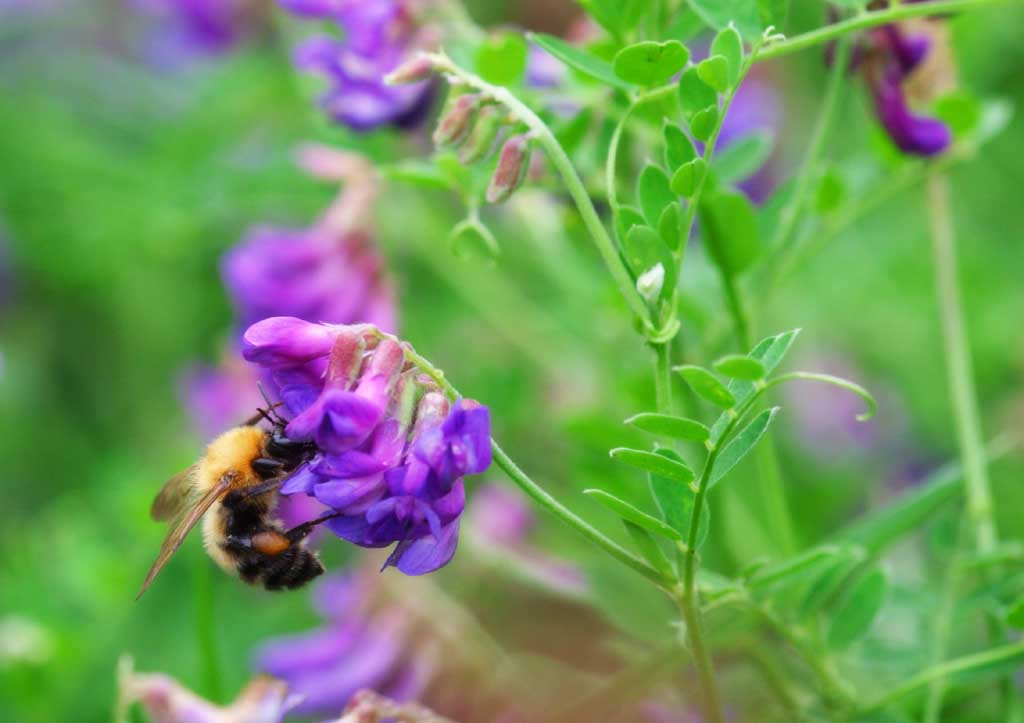 photo,material,free,landscape,picture,stock photo,Creative Commons,Rebun-so and a bee, Rebun-so, beautiful, bee, wild grass