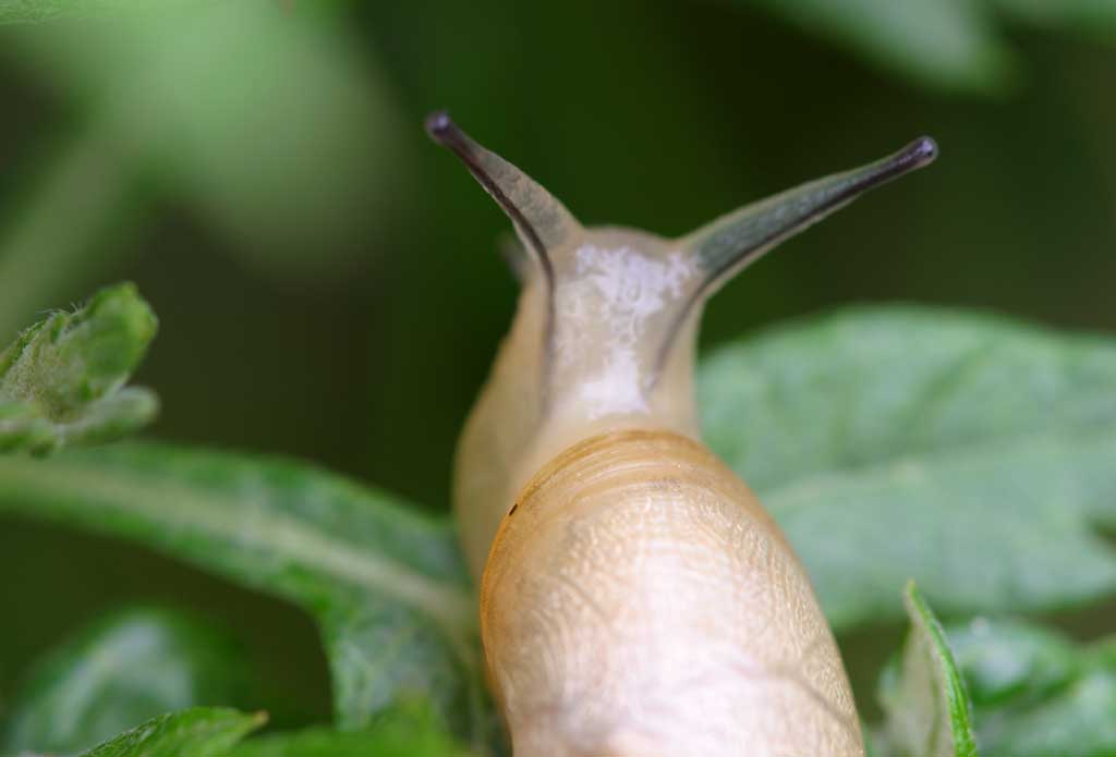 , , , , ,  .,., snail, , , 