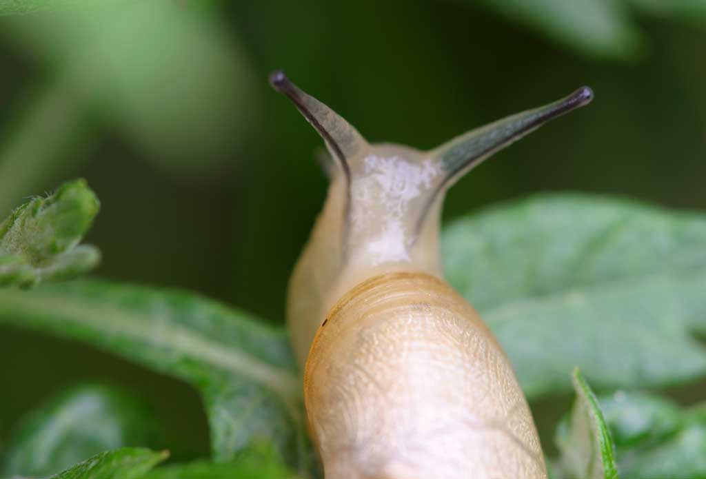 Foto, materiell, befreit, Landschaft, Bild, hat Foto auf Lager,Schnecke, Schnecke, , , 