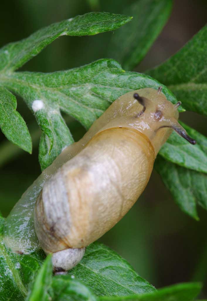 , , , , ,  .,., snail, , , 