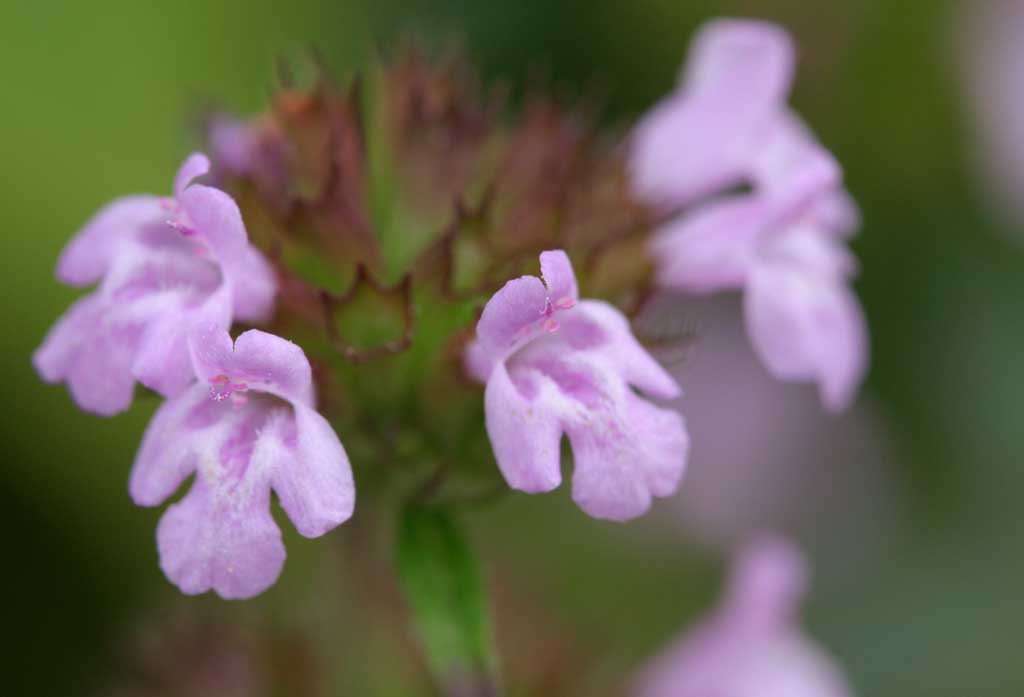 Foto, materieel, vrij, landschap, schilderstuk, bevoorraden foto,Kleine rose bloemen, Rose, Prachtig, , Wild gras