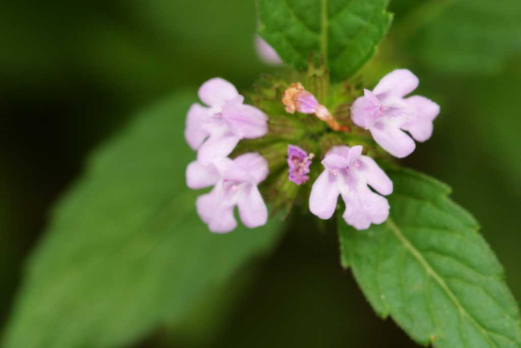 photo, la matire, libre, amnage, dcrivez, photo de la rserve,Petites fleurs roses, rose, beau, , herbe sauvage