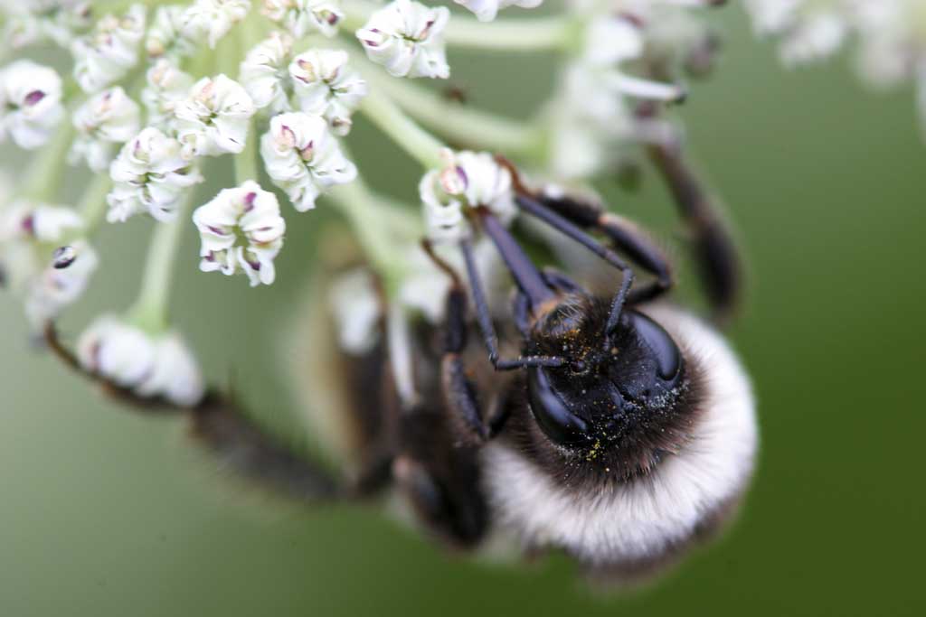 photo,material,free,landscape,picture,stock photo,Creative Commons,Covered with pollen, bee, , , pollen