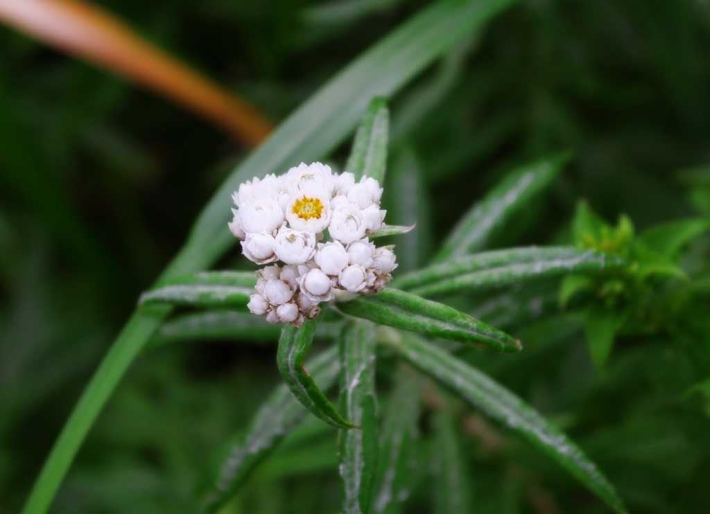 photo,material,free,landscape,picture,stock photo,Creative Commons,Pearly everlasting, pearly everlasting, beautiful, , wild grass